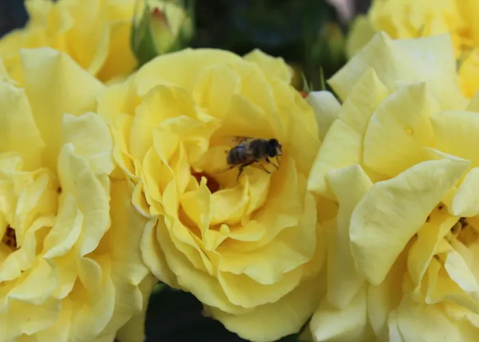 Nueschwendi Ebnat-Kappel